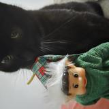 Foto del gato perdido en Ustaritz