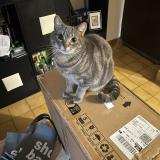 Foto del gato perdido en Bois D Arcy