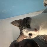 Foto de gato encontrado en Aubervilliers