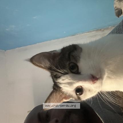 Foto 1/1 Gato encontrado Encontrado en Aubervilliers