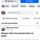 Foto de gato encontrado en Saint Michel Chef Chef