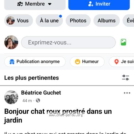 Foto 1/1 Gato encontrado Encontrado en Saint michel chef chef