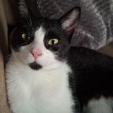 Foto del gato perdido en Serre Morlaas