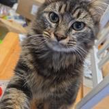 Foto del gato perdido en Le Longeron