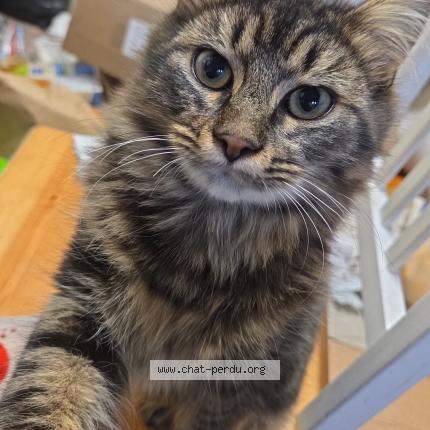 Foto 1/1 Bernie Chat perdido en Le longeron