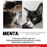 Foto del gato perdido en Concepcion
