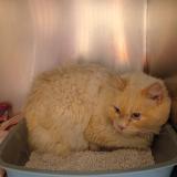 Foto de gato encontrado en Perigny