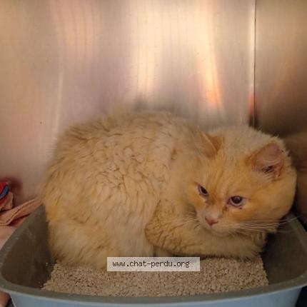 Foto 1/1 Gato encontrado Encontrado en Perigny