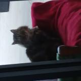 Foto de gato encontrado en Lavaur