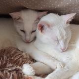 Foto del gato perdido en Besancon