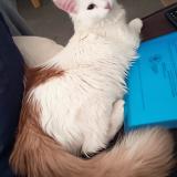 Foto del gato perdido en Toulouse