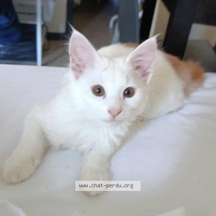 Foto 2/2 Lilo Chat perdido en Toulouse