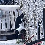 Foto de gato encontrado en Puyricard