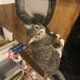 Foto de gato encontrado en Wausau