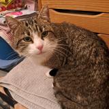 Foto de gato encontrado en Chaix