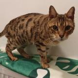 Foto de gato encontrado en Mons