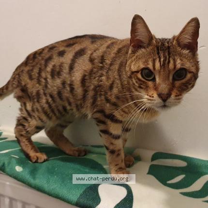 Foto 1/1 Gato encontrado Encontrado en Mons