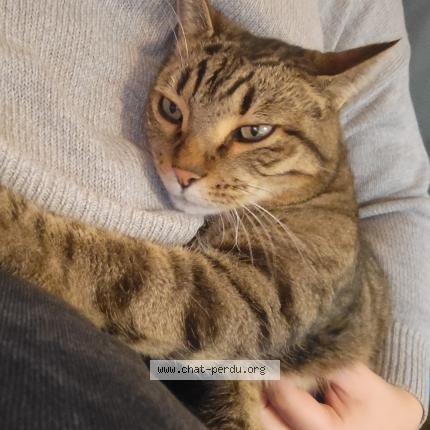 Foto 1/1 Joby Chat perdido en Nangy