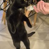 Foto del gato perdido en Grenay