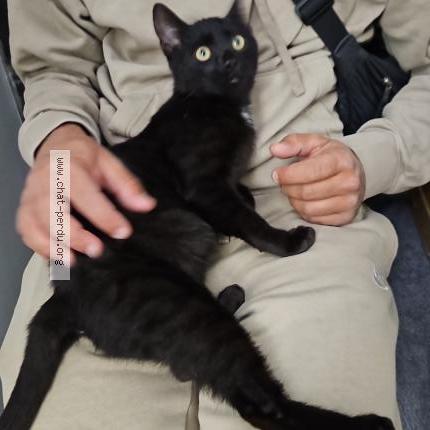 Foto 2/2 Oreo Chat perdido en Grenay