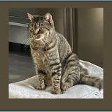 Foto del gato perdido en La Milesse