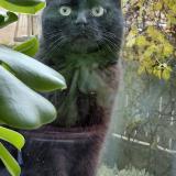 Foto del gato perdido en Rillieux La Pape