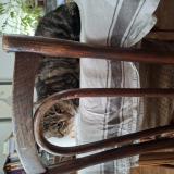 Foto de gato encontrado en Saint Pierre Des Corps