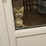 Foto de gato encontrado en Harfleur