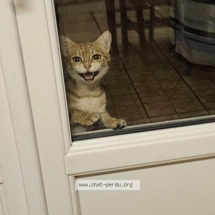 Foto 1/1 Gato encontrado Encontrado en Harfleur