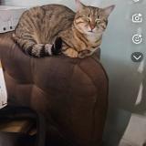 Foto de gato encontrado en Marseille