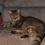 Foto del gato perdido en Choiseul