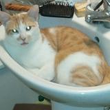 Foto del gato perdido en Besancon