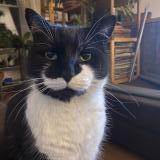 Foto del gato perdido en Montreal