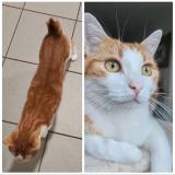 Foto del gato perdido en Saint Jean De Monts