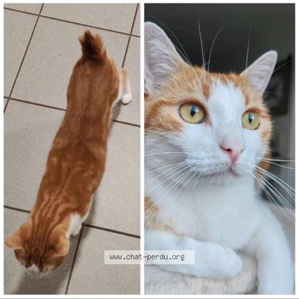 Foto 1/1 DIAVAL Chat perdido en Saint jean de monts