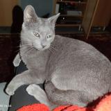 Foto del gato perdido en Saintry Sur Seine