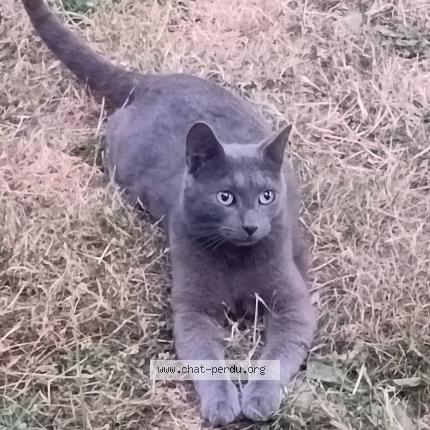 Foto 1/1 Igor Chat perdido en Saintry sur seine