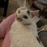 Foto del gato perdido en Parigne