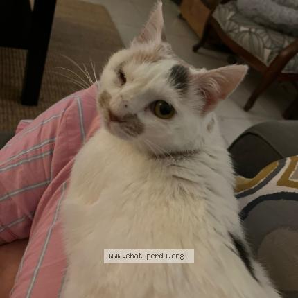 Foto 1/1 TOA Chat perdido en Parigne