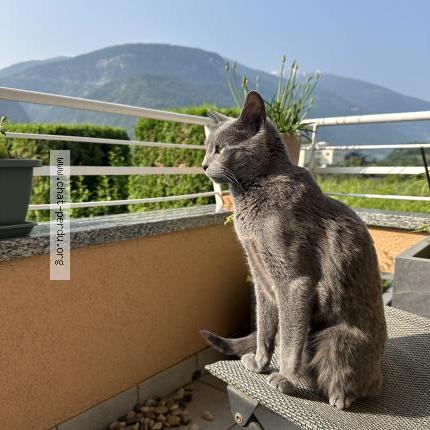 Foto 1/1 Raissa Chat perdido en Sierre