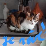 Foto del gato perdido en Plougasnou