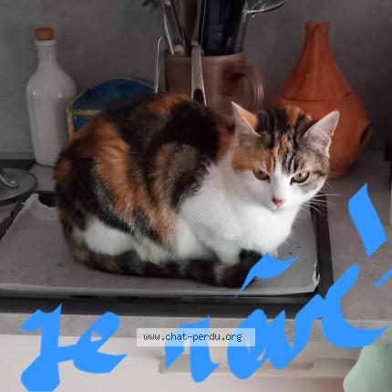 Foto 1/1 Doudie Chat perdido en Plougasnou