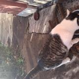 Foto de gato encontrado en Macon