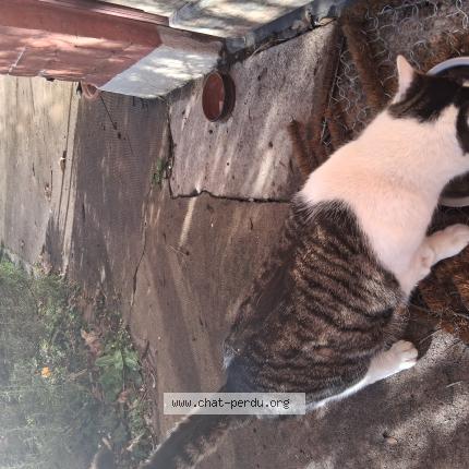 Foto 1/1 Gato encontrado Encontrado en Macon