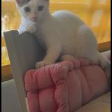 Foto del gato perdido en Case Pilote