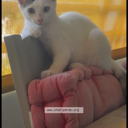 Foto 1/1 Doli-prane Chat perdido en Case pilote