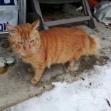 Foto de gato encontrado en Montigny Le Bretonneux