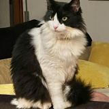 Foto del gato perdido en Tossa De Mar