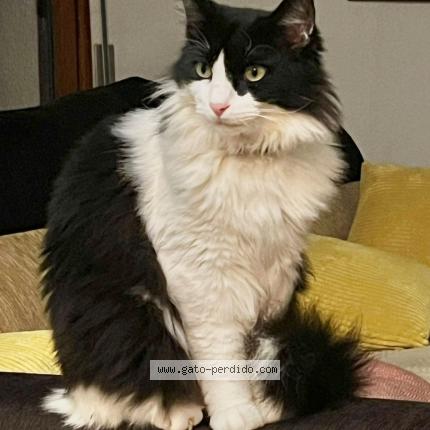 Foto 1/1 Micio Chat perdido en Tossa de mar