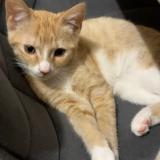 Foto del gato perdido en Saint Andre Lez Lille